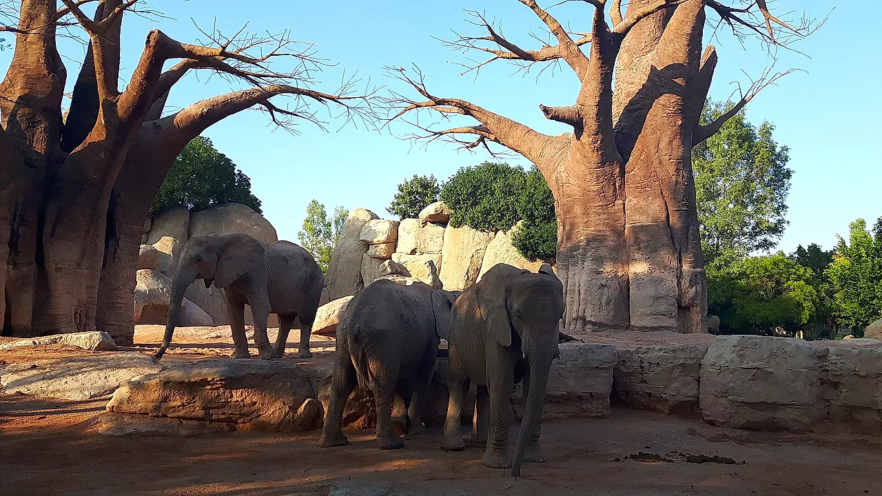Elefanti accanto agli alberi in stile baobab del loro recinto al Bioparc Valencia