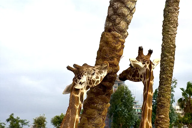 Giraffes among palm trunks at Bioparc Valencia