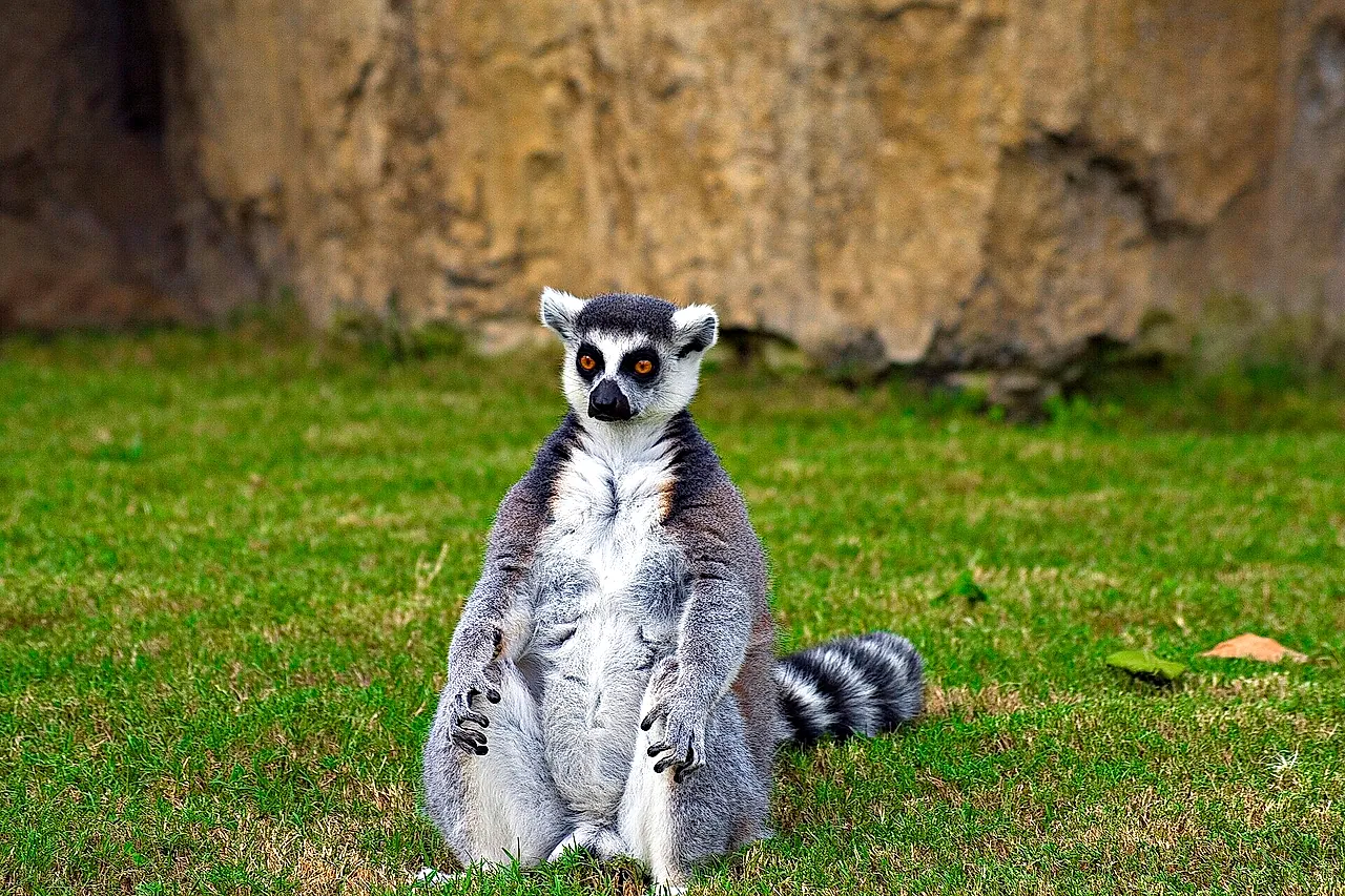Un lemure dalla coda ad anelli seduto sull'erba al Bioparc Valencia