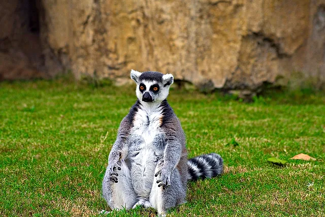 A ring-tailed lemur sitting upright on the grass at Bioparc Valencia