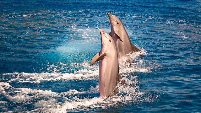 Two dolphins leaping out of the water together in the dolphin pool at L'Oceanogràfic