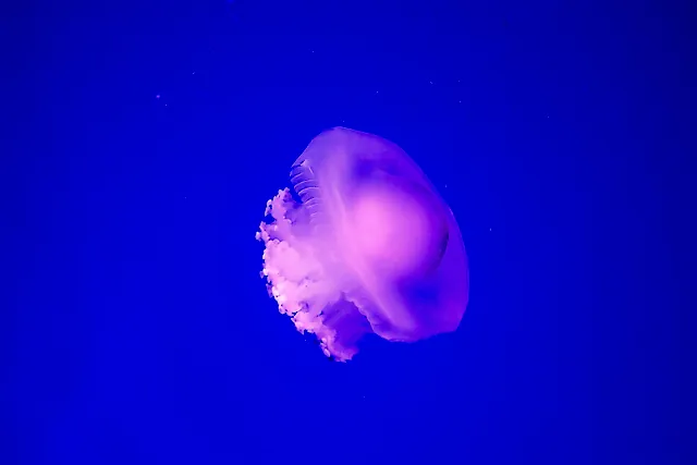 A jellyfish drifting in a blue tank at L'Oceanogràfic
