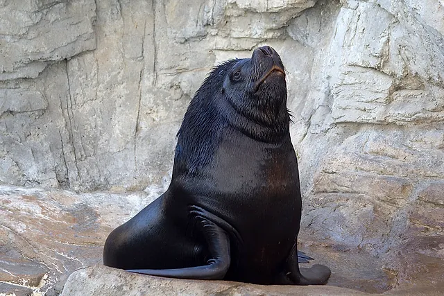 A sea lion resting on a white rock at L'Oceanogràfic