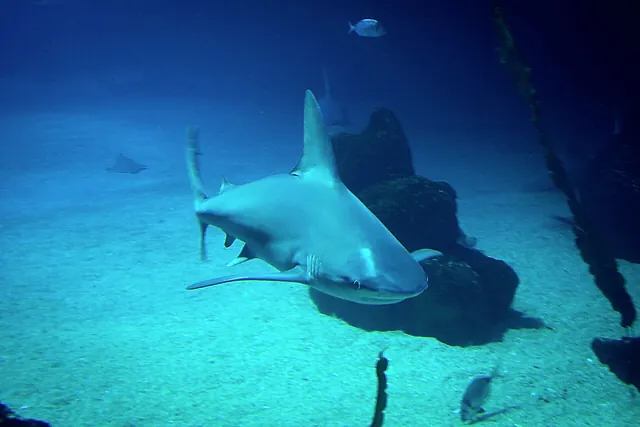 A shark swimming in one of the large tanks of L'Oceanogràfic in Valencia