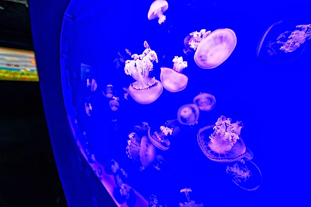 A curved tank full of jellyfish lit in deep blue at L'Oceanogràfic